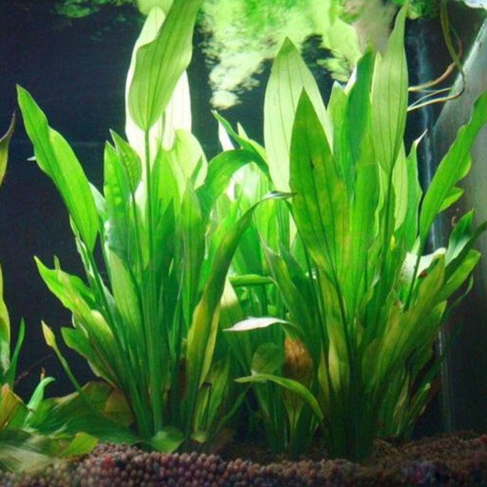 Dry Herb Vaping Accessories - 15 ซม.ประดิษฐ์ Aquarium Decor พืชน้ําวัชพืชเครื่องประดับน้ําถังปลาหญ้าอุปกรณ์ตกแต่ง